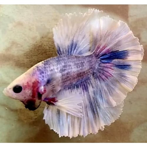 Halfmoon Fancy Grizzle (HMFG1)