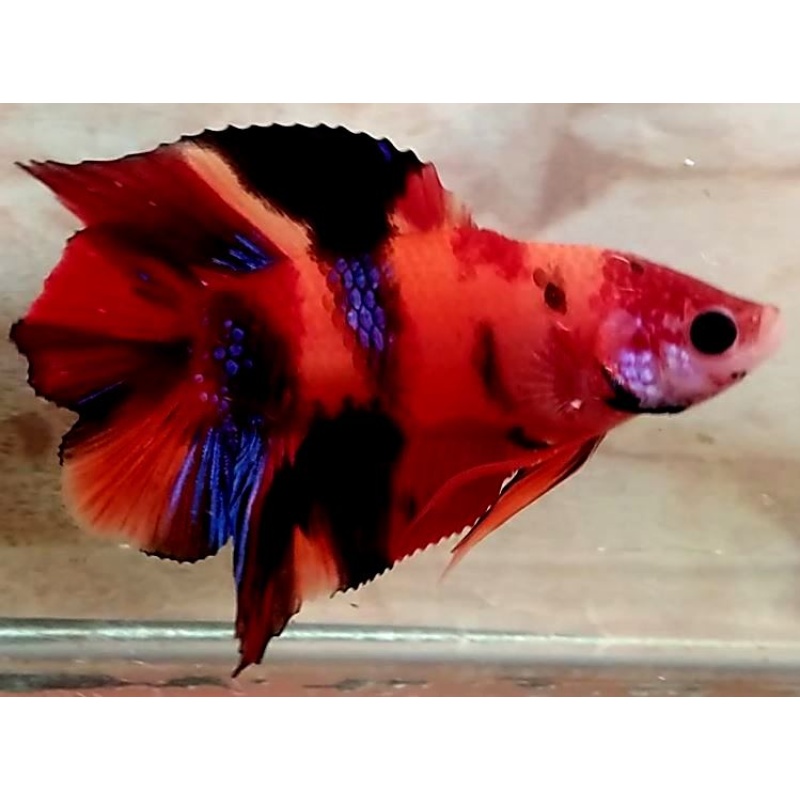 Doubletail Galaxy Koi!! #1 (Shipping Cost Included on Price)