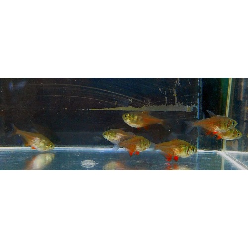 12 red von rio tetras