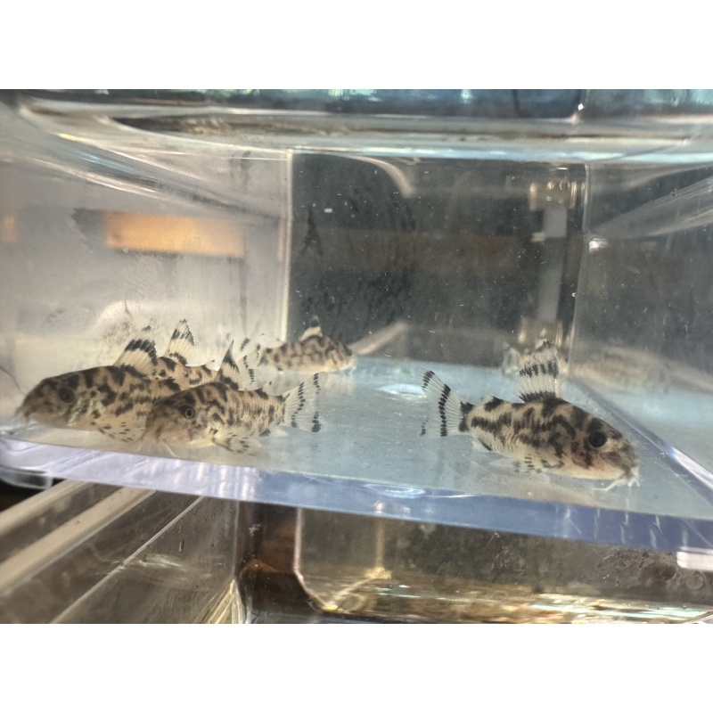 6 CW111 Vulcan Corydoras