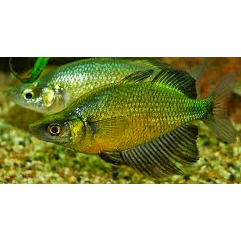 4 Glossolepis wanamensis