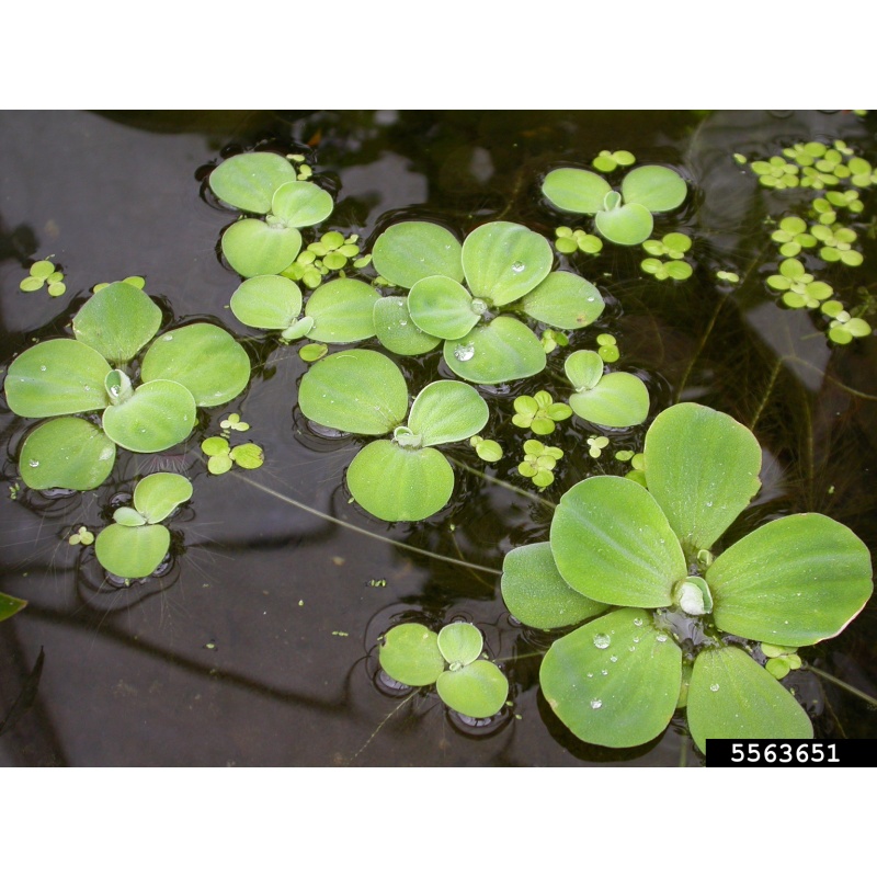 water lettuce 50+ leaves