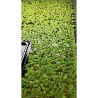 Salvinia minima — Water Spangles