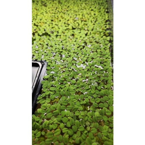 Salvinia minima — Water Spangles