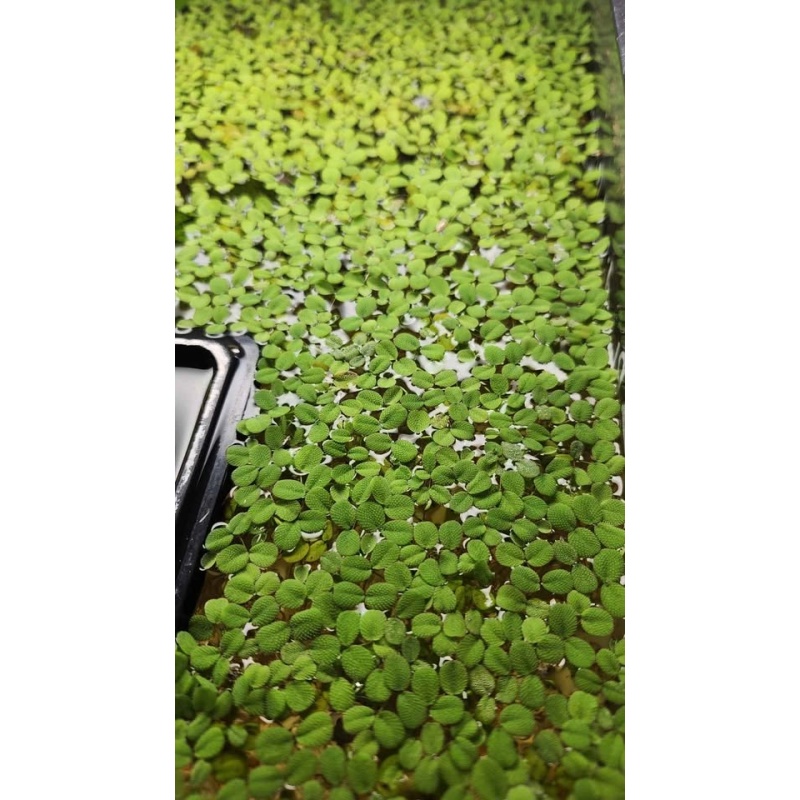 Salvinia minima — Water Spangles