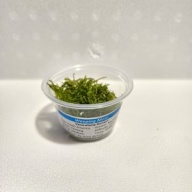 4 cups weeping moss
