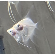 3+ **** RARE **** White Blushing Angelfish