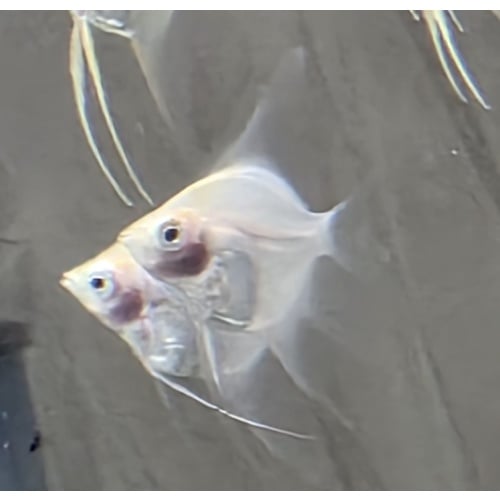 3+ **** RARE **** White Blushing Angelfish