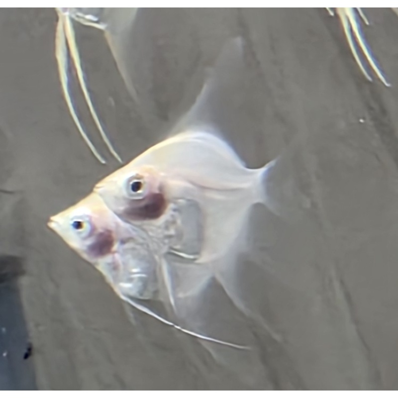3+ **** RARE **** White Blushing Angelfish