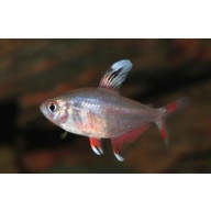 6 white fin rosy tetras