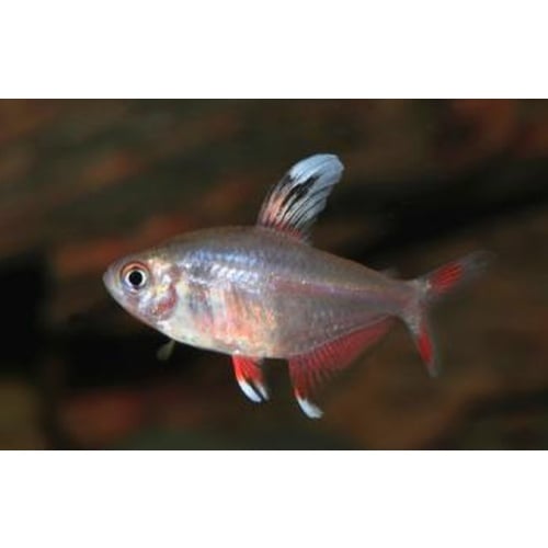 6 white fin rosy tetras
