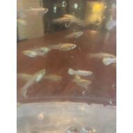 Snow White Guppies   2 Trios