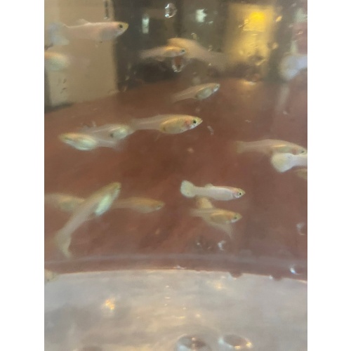 Snow White Guppies   2 Trios