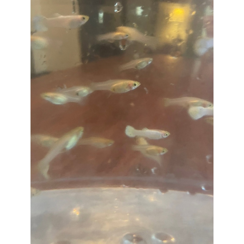 Snow White Guppies   2 Trios
