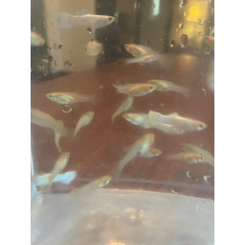 Snow White Guppies   2 Trios