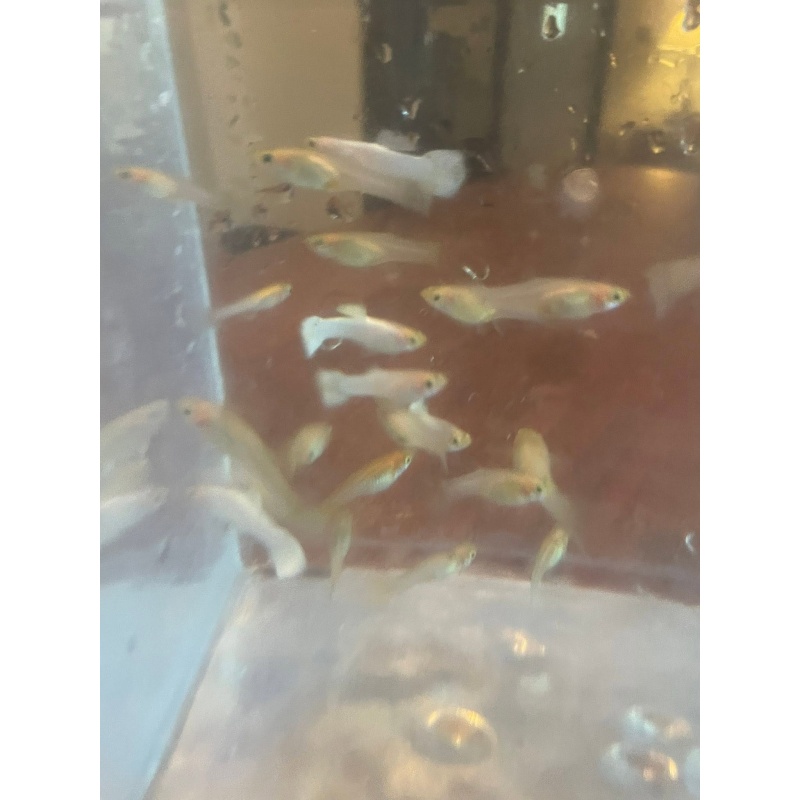 Snow White Guppies   2 Trios