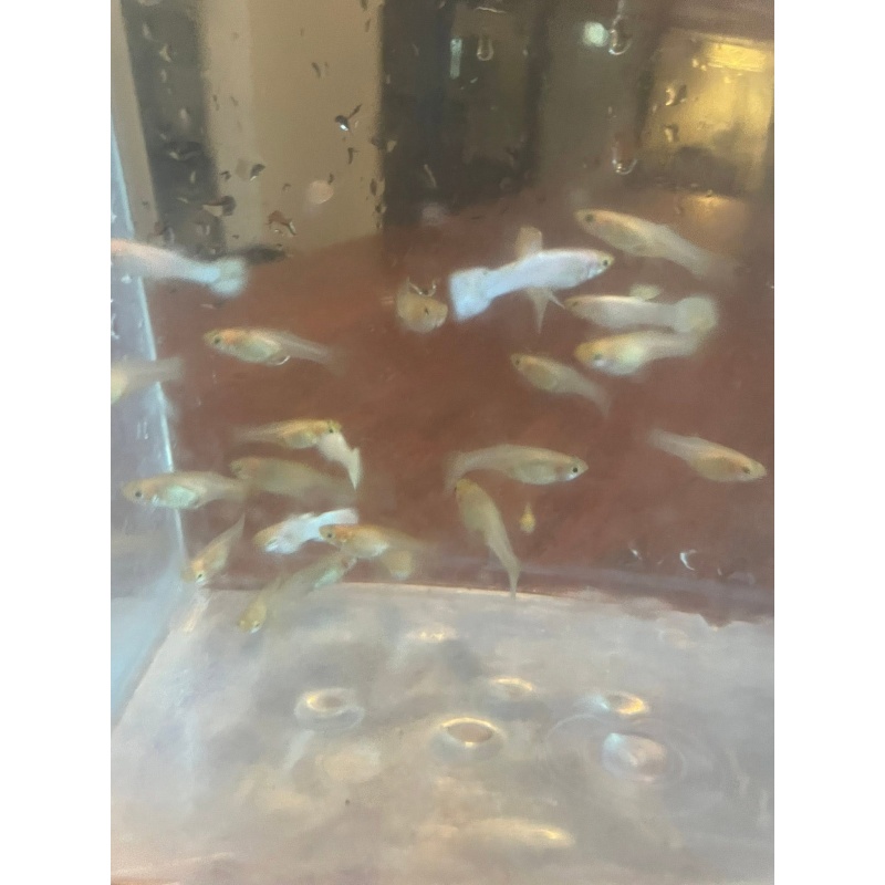 Snow White Guppies   2 Trios