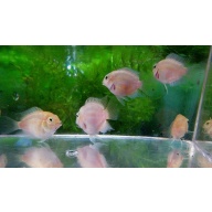 8 white polar parrot cichlids