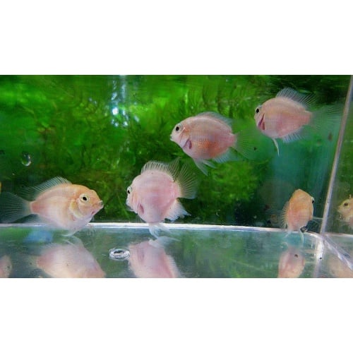 8 white polar parrot cichlids