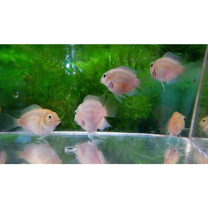 8 white polar parrot cichlids