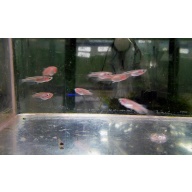 6 white rice fish