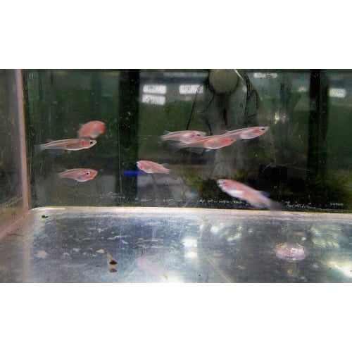 6 white rice fish