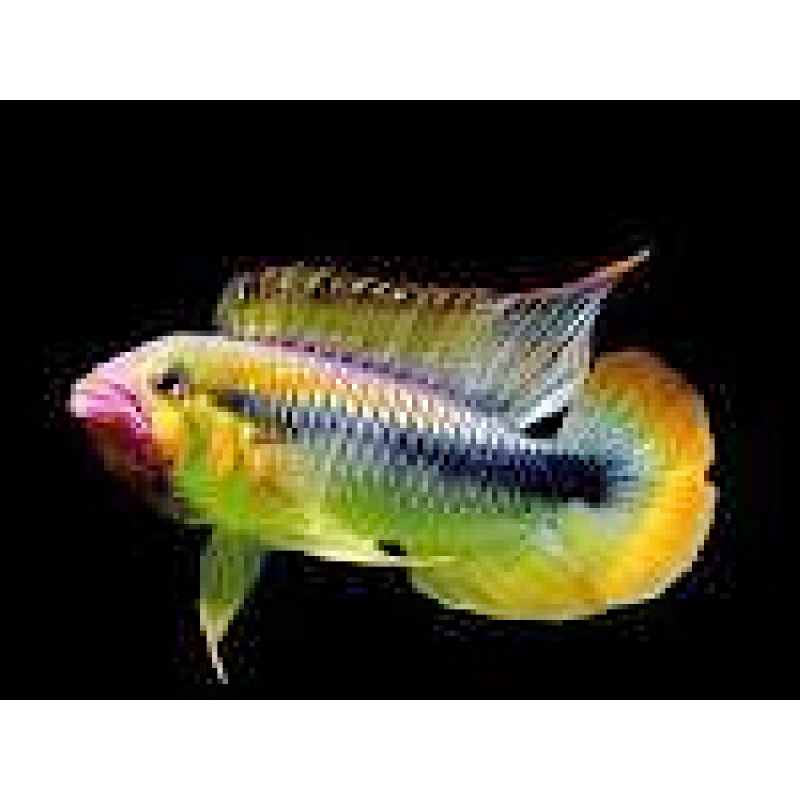 PAIR of Apistogramma "Wilhelmi" Abacaxis very rare shipping included