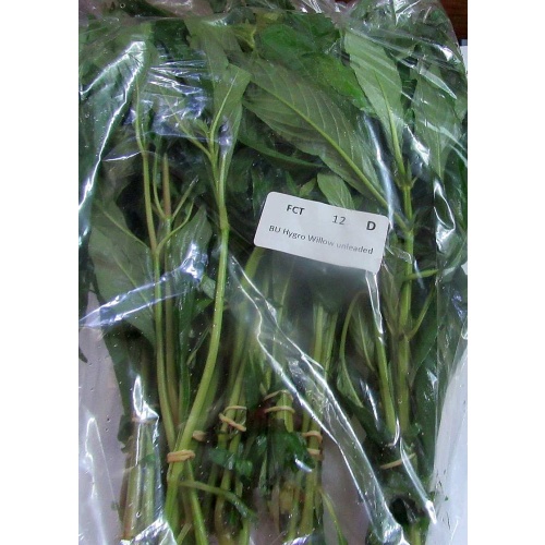12 bunches, 36 plus stems of Willow Hygro