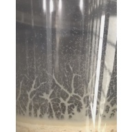 **”Ready-to-Feed” Walter worm culture