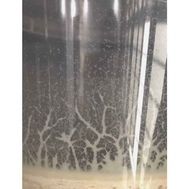 **”Ready-to-Feed” Microworm culture