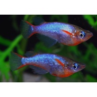 6 woworae ricefish