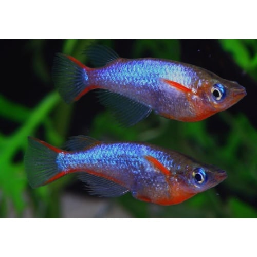 6 woworae ricefish