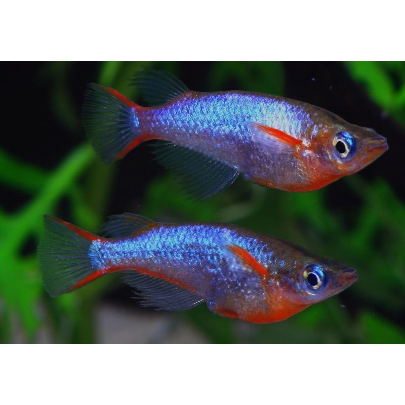 6 woworae ricefish