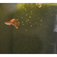 Wild Red Crowntail Guppy Pair