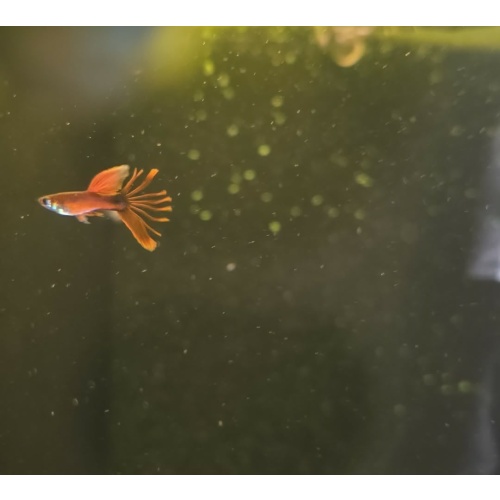 Wild Red Crowntail Guppy Pair