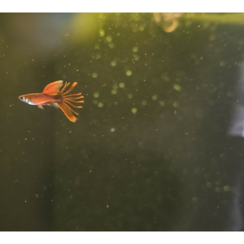Wild Red Crowntail Guppy Pair