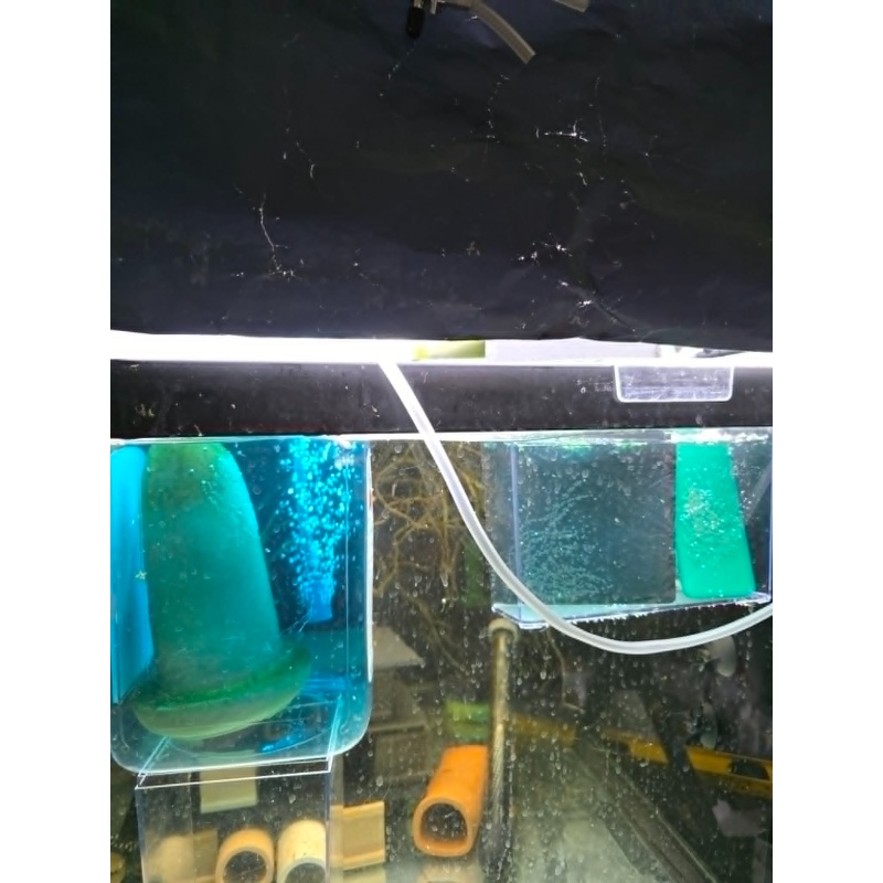 Koi Angelfish Pair #1