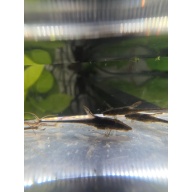 Royal Farlowella Whiptail Catfish