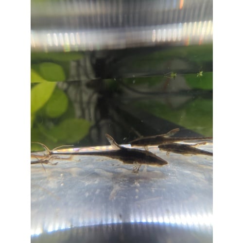 Royal Farlowella Whiptail Catfish