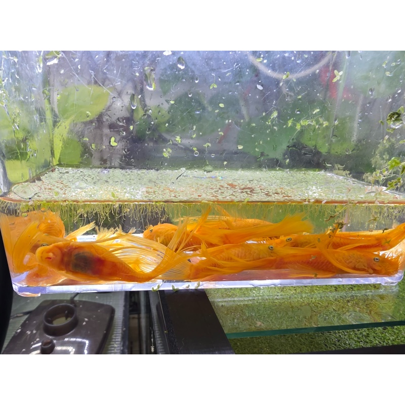 Longfin Blue Eye L144 Pleco Pair