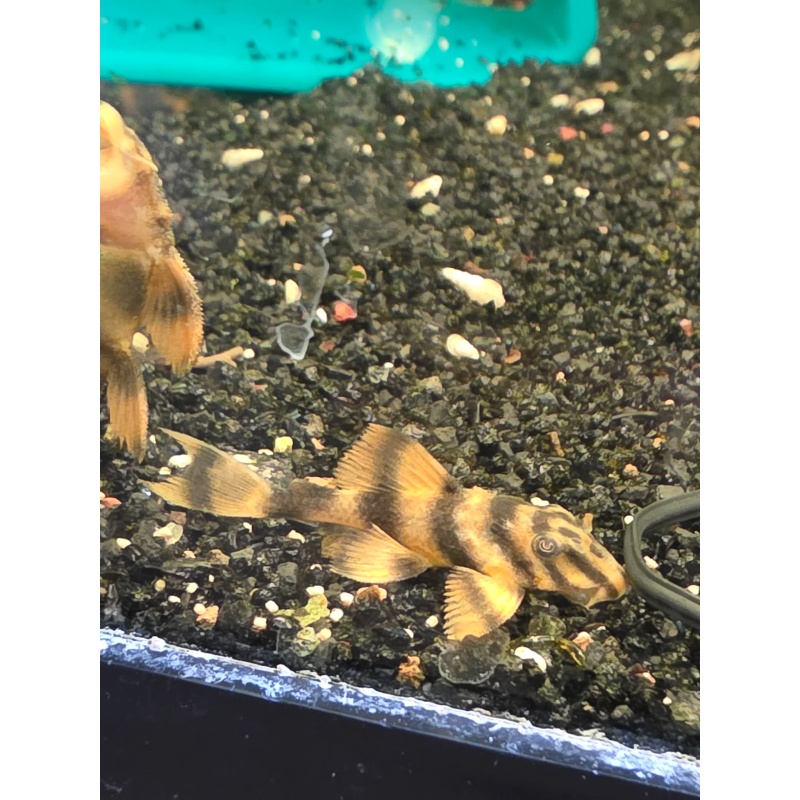 L306 Pleco