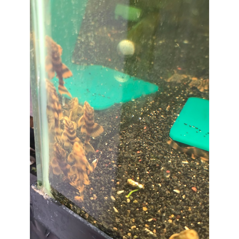 L306 Pleco