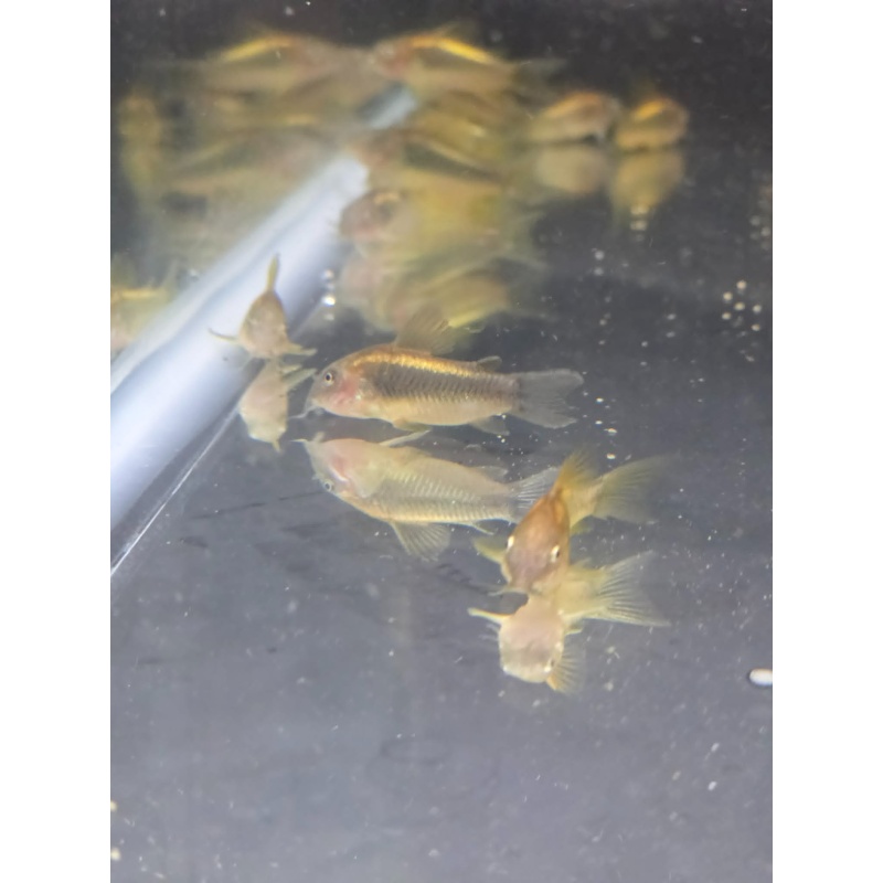 Gold Laser Corydoras