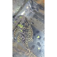 L236SW Adult Male