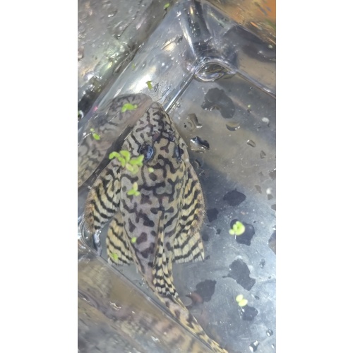 L236SW Adult Male