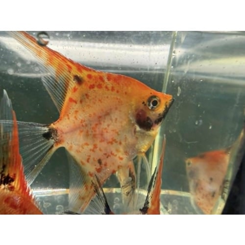 Spotted Red Devil Koi Half Dollar size+