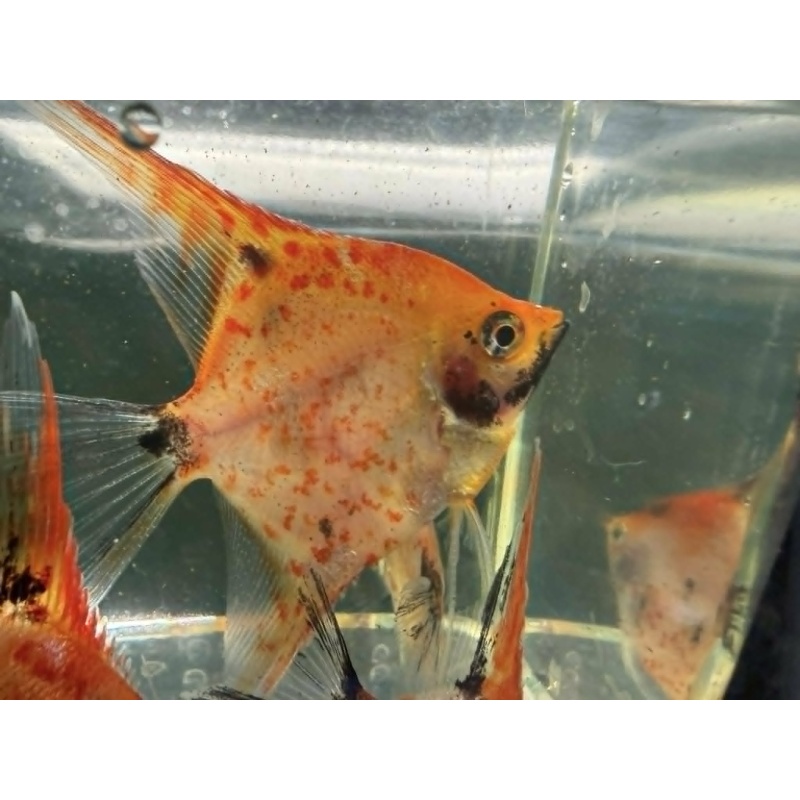 Spotted Red Devil Koi Half Dollar size+