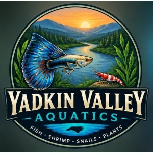 Yadkin Valley Aquatics