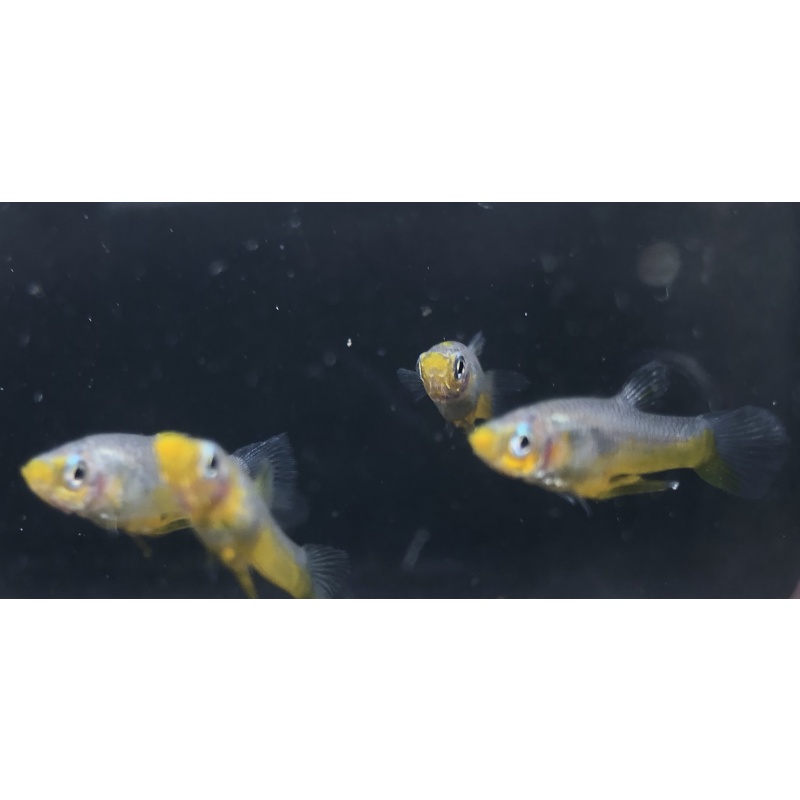 Yellow Belly Giradina