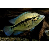 4 yellow dovii cichlids